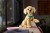 LEGO Icons 11384 Szczeniak Golden Retriever_8.jpg