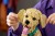 LEGO Icons 11384 Szczeniak Golden Retriever_13.jpg
